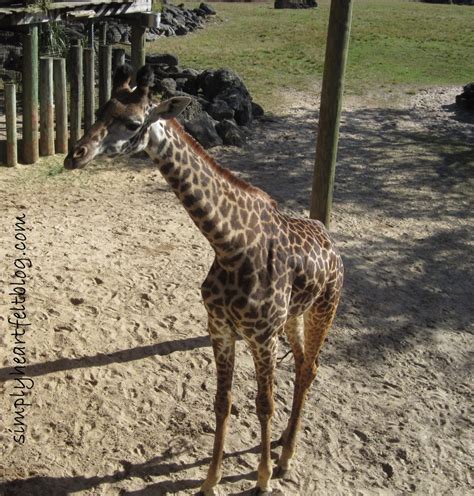 Rediscovering the Brevard Zoo - Simply Heartfelt