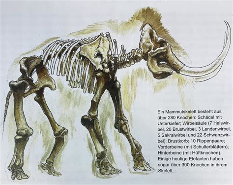 Mammuts Riesen Der Eiszeit