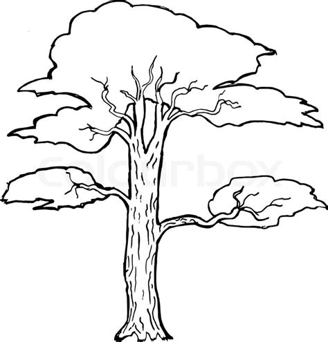 Acacia Tree Drawing At Explore Collection Of