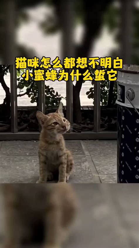 捡破烂的猫奴 On Twitter 猫咪怎么也想不明白为什么蜜蜂要蛰它😰 看得出来它坐那里思考了很久😰 其实我笑的不行🤣🤣🤣但推上