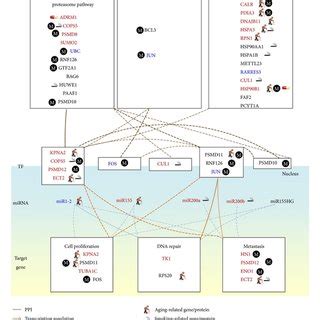 Module Network Of The Core Network Biomarkers In Figure 3 For