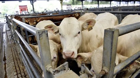 La filière de la viande bovine est à un point de non retour