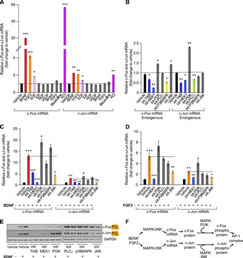 Regulation Of C Fos And C Jun Mrna And Protein A Stimulation Of C Fos