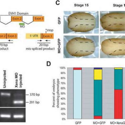 Xena Knockdown Disrupts Neural Tube Formation A Schematic Showing