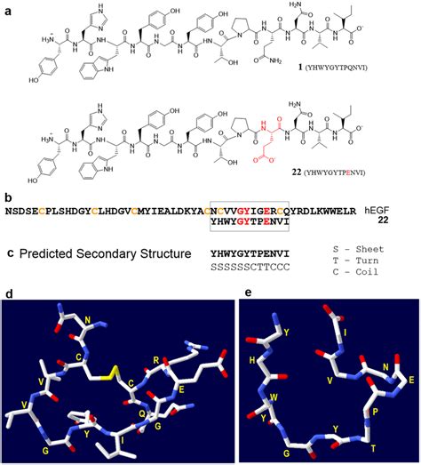 A Chemical Structure Of Peptide Ge And Peptide Analogue B