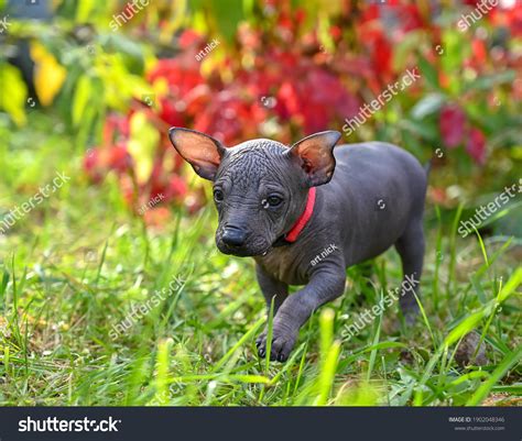 7,090 Hairless Dog Images, Stock Photos & Vectors | Shutterstock