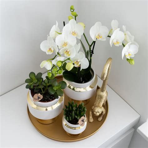 COMBI DEAL 2 witte Amabilis orchideeën Kolibri Company