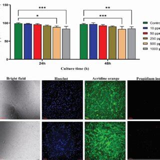 A The Viability Of MSC Cell After 24 H And 48 H Incubated With