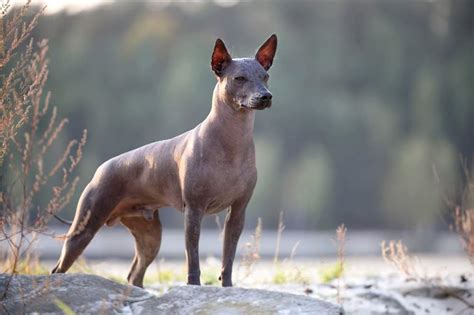 Xoloitzcuintle características carácter y cuidados