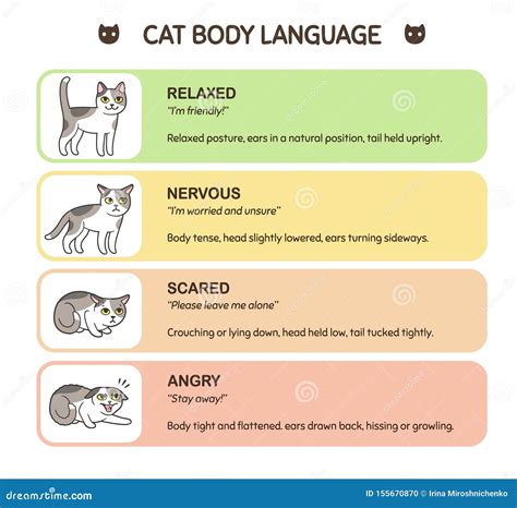 Cat Body Language Infographic Stock Vector Illustration Of Body