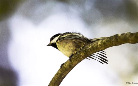 Evening Tail Spread Chickadee Fledgling July 7 2014 Ken Bergman