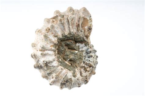 Ocean Fossils Stock Photos Pictures And Royalty Free Images Istock