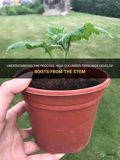 Understanding The Process How Cucumber Seedlings Develop Roots From The Stem Shuncy