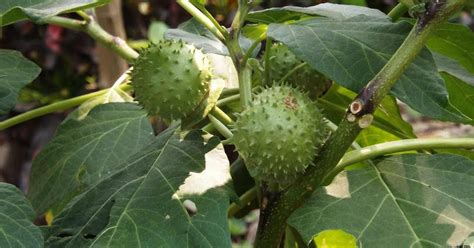 Penting Buah Kecubung Kerajinan Daun