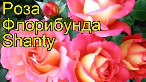 Роза Шанти Фото И Описание – Telegraph
