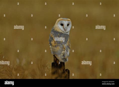 Face to face with Barn Owl Stock Photo - Alamy