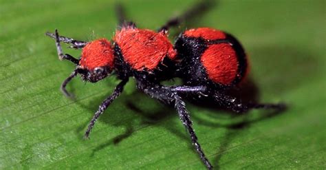 10 Most Beautiful Insects In The World Imp World