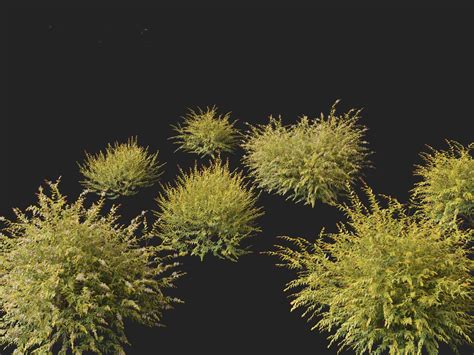 3d Austromyrtus Dulcis Midgen Berry Turbosquid 2179979