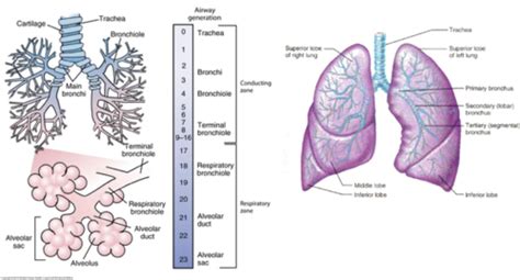 Asthma And Copd Patho Flashcards Quizlet