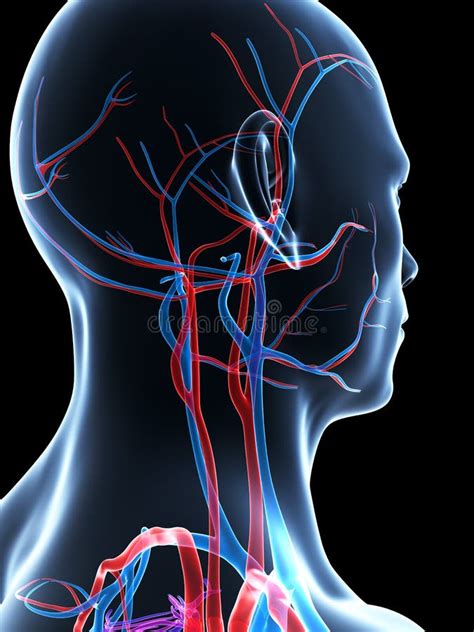 Circulatory And Nervous System Of Head Stock Illustration