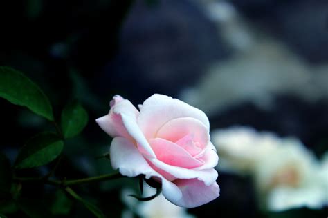 Baby Pink Rose Free Stock Photo - Public Domain Pictures