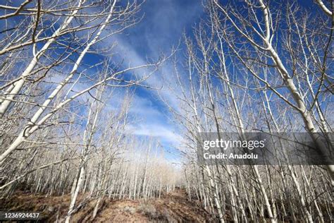 Pando Quaking Aspen Photos And Premium High Res Pictures Getty Images