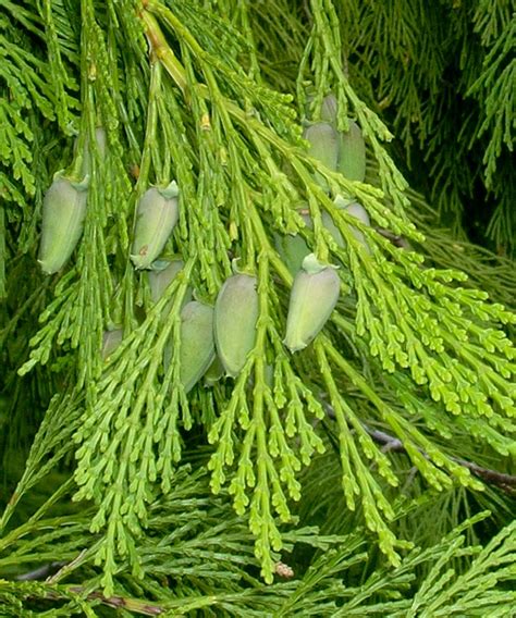 Calocedrus Decurrens Shooting Star Nursery