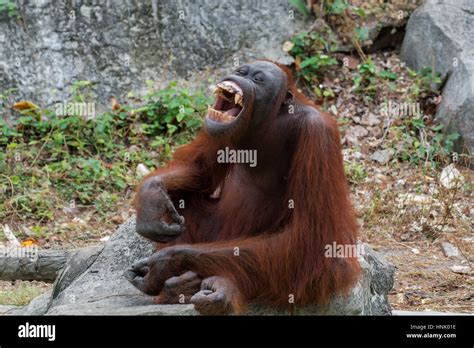 Orangutan with open mouth show canine teeth Stock Photo - Alamy