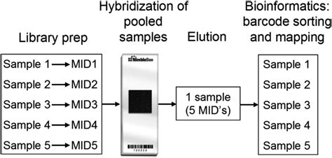 A Schematic Representation Of An On Array Multiplexed Sequence Capture