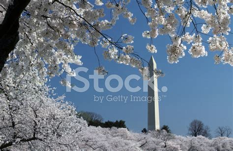 Washington Monument And Cherry Blossoms Stock Photo | Royalty-Free ...