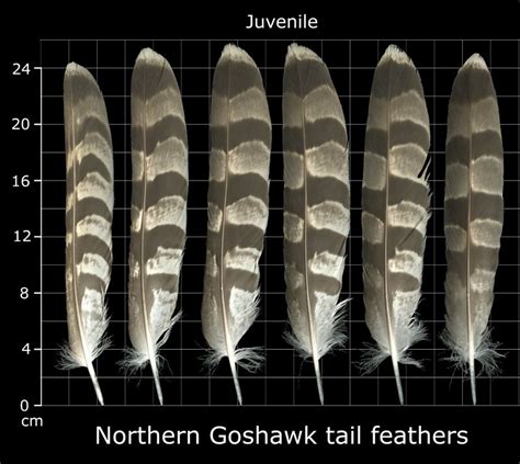 Best 12 The Feather Atlas Feather Identification And Scans Artofit