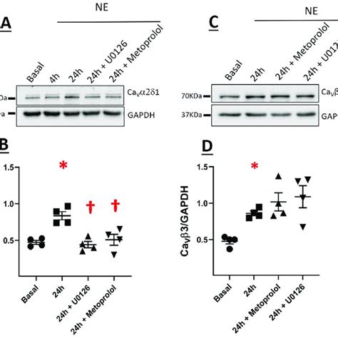 Expression Of Cavα2δ1 A And Cavβ3 C In Neonatal Rat Cardiomyocytes Download Scientific