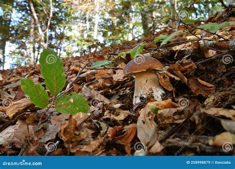 Boletus Edulis Cep Penny Bun Porcino O King Bolete Usualmente Llamado