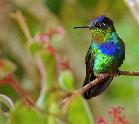 Bird of the Day: Fiery-throated Hummingbird | Organikos