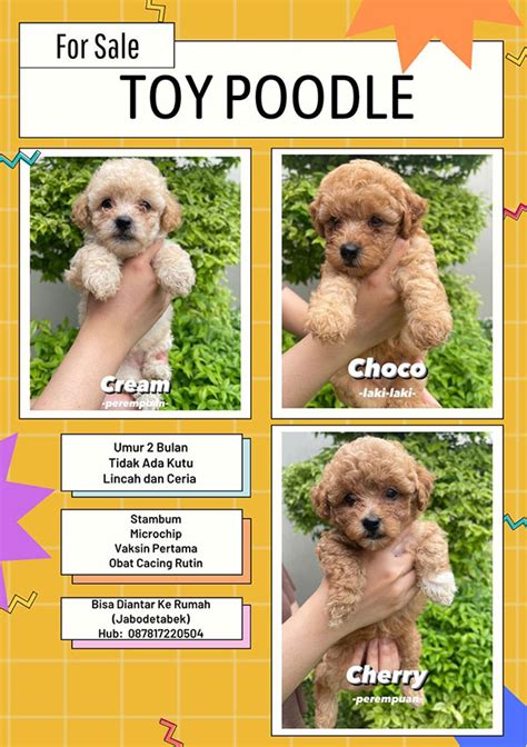 Jual Puppy Toy Poodle Anjing Poodle Anjingkitacom