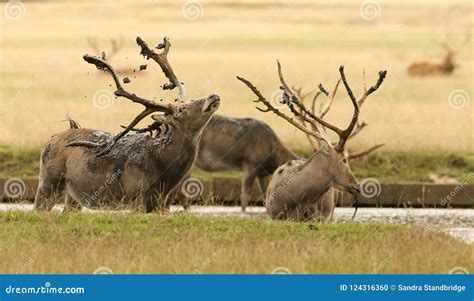 Two Stag Milu Deer Also Known As P Re David S Elaphurus Davidianus