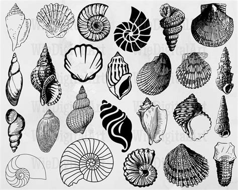 Seashell Svg Seashell Silhouette Seashell Svg Bundle Seashell Vector