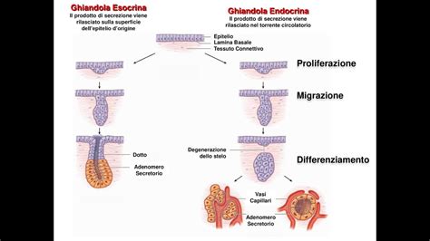 Istologia Epitelio Ghiandolare Esocrino Ed Endocrino Youtube