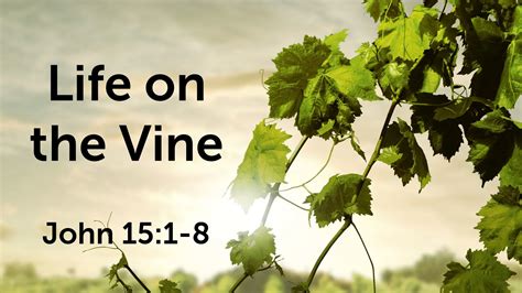 Life On The Vine Light Of The Hills Lutheran Church Lcms