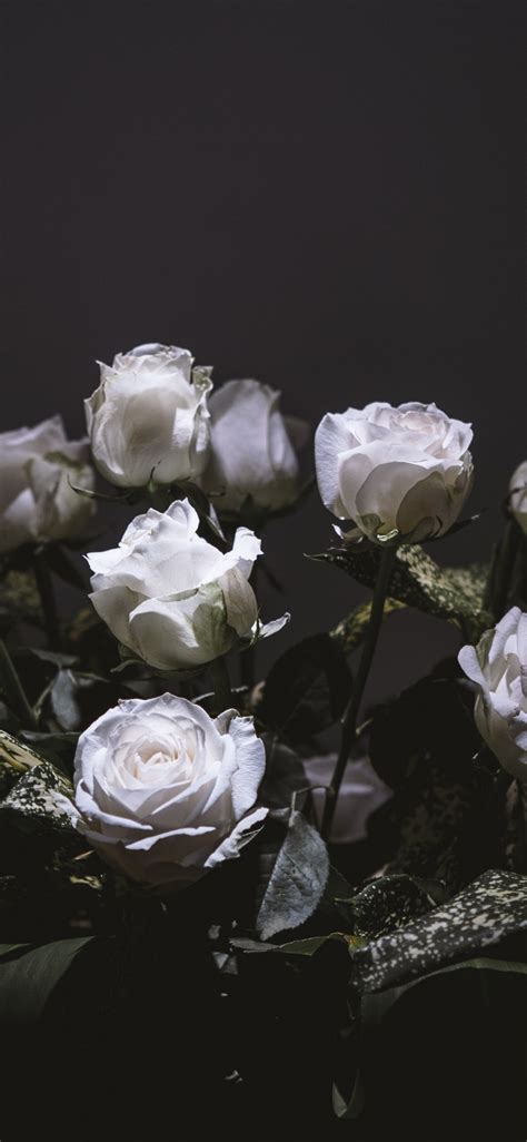 White Roses, Bouquet, Portrait, Wallpaper - White Roses Wallpaper Iphone - 1125x2436 Wallpaper ...