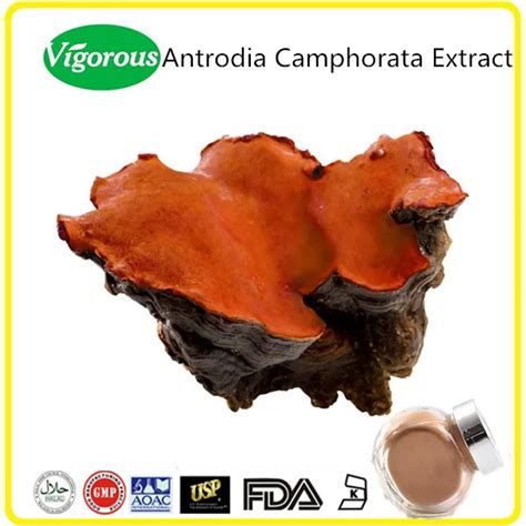 100 Natural Taiwan Antrodia Cinnamomea Extractantrodia Camphorata