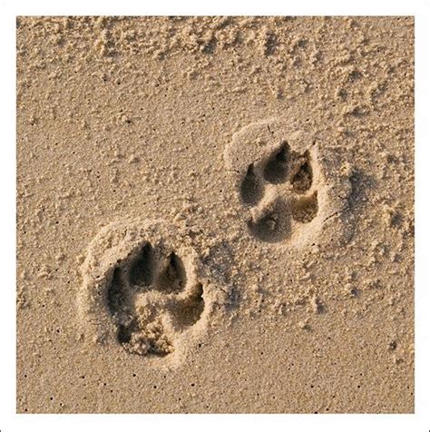 Snozzle Card Paw Prints In The Sand Splimple Otter House