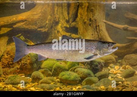 Atlantic Salmon Ouananiche Lake Atlantic Salmon Landlocked Salmon