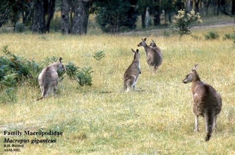 ADW: Macropus giganteus: INFORMATION