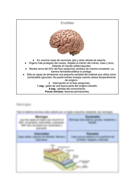 SOLUTION Unam Bases Biol Gicas De La Conducta Macroanatomia Del