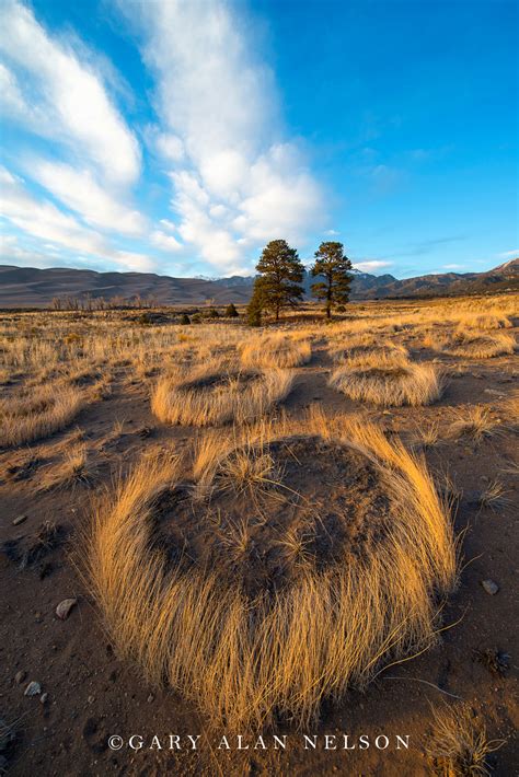 Prairie Grass Rings Co1410 Gary Alan Nelson Photography