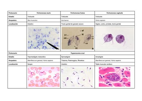 Repaso Proto Protozoario Trichomonas Muris Trichomonas Foetus Trichomonas Vaginalis Estadio