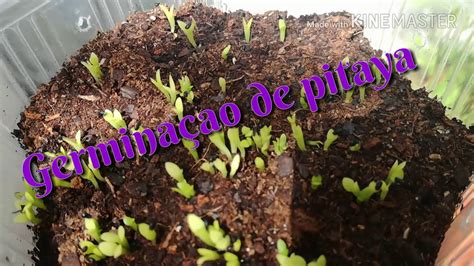 Como Germinar Pitaya Portugal Youtube