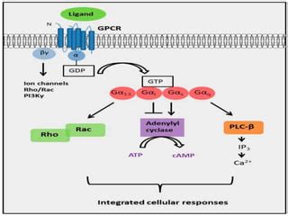 Receptors types | PPT