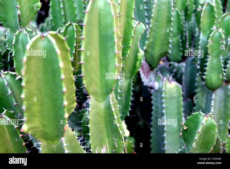 Green San Pedro Cactus Green Cactus Closeup Thorny Fast Growing